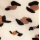 Leopard Print