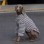 中大型犬秋冬暖绒保暖条纹卫衣