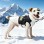 New Arrival Graphene Thermal Autumn/Winter Dog Coat