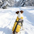 New Arrival Graphene Thermal Autumn/Winter Dog Coat