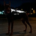 Warm and reflectIve woolen collar cotton-padded jacket for large dogs
