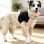 Waterproof Quick-Dry Four-Leg Raincoat with Belly Wrap for Medium & Large Dogs
