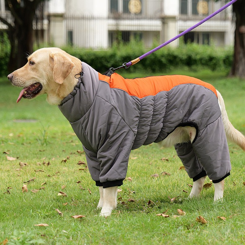 为大型犬设计的加绒牵引四脚棉衣