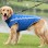 Winter padded reflective dog coat for large outdoor dogs