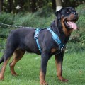 No-Pull Wear-Resistant Bite-Proof Harness for Large Dogs