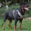 No-Pull Wear-Resistant Bite-Proof Harness for Large Dogs