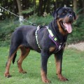 No-Pull Wear-Resistant Bite-Proof Harness for Large Dogs