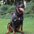 No-Pull Wear-Resistant Bite-Proof Harness for Large Dogs