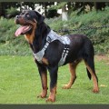 Breathable Tactical Vest Harness for Medium to Large Dogs