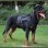 Breathable Tactical Vest Harness for Medium to Large Dogs