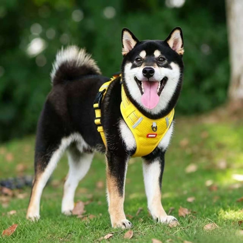No-Pull Vest Harness for Corgi & Small Dogs