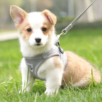 Summer Reflective Mesh Harness & Leash Set for Small Dogs