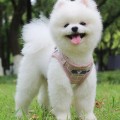 Summer Reflective Mesh Harness & Leash Set for Small Dogs