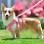 Summer Reflective Mesh Harness & Leash Set for Small Dogs