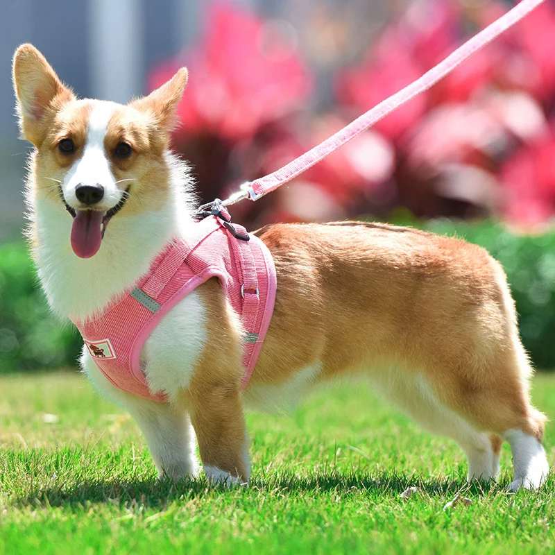 Summer Reflective Mesh Harness & Leash Set for Small Dogs