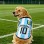 Breathable Mesh Pet Vest – World Cup Soccer Design