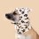 Polar Fleece Pet Hood – Adjustable Windproof Hat