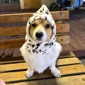 Polar Fleece Pet Hood – Adjustable Windproof Hat