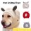 Hand-Knitted Wool Pet Hat – Warm, Soft & Stylish with Cute Ear Design
