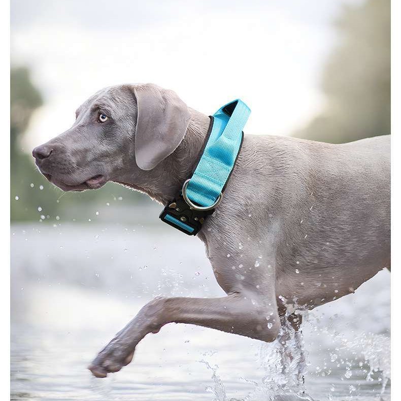 Tactical anti-pull sturdy collar for medium large dogs with great tensile resistance