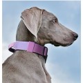 Tactical anti-pull sturdy collar for medium large dogs with great tensile resistance