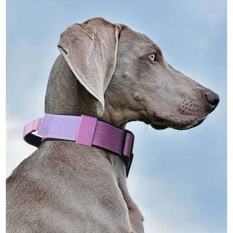 Tactical anti-pull sturdy collar for medium large dogs with great tensile resistance