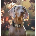 Tactical anti-pull sturdy collar for medium large dogs with great tensile resistance