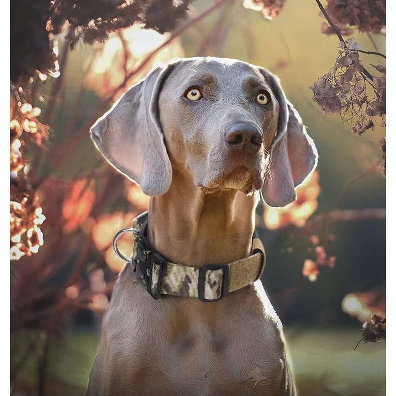 Tactical anti-pull sturdy collar for medium large dogs with great tensile resistance