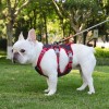 Reflective Shock-Absorbing Dog Harness for Small to Medium Breeds