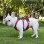 Reflective Shock-Absorbing Dog Harness for Small to Medium Breeds