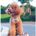 Reflective Breathable Dog Harness & Leash Set – Vest-Style, for Small Dogs