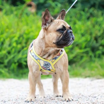 Reflective Breathable Dog Harness & Leash Set – Vest-Style, for Small Dogs