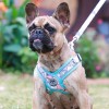Reflective Breathable Dog Harness & Leash Set – Vest-Style, for Small Dogs