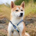 Reflective Breathable Dog Harness & Leash Set – Vest-Style, for Small Dogs
