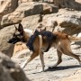 Tactical No Pull Harness for Medium-Large Dogs