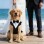 Pet Tuxedo Vest Harness  for All Dogs Wedding Party