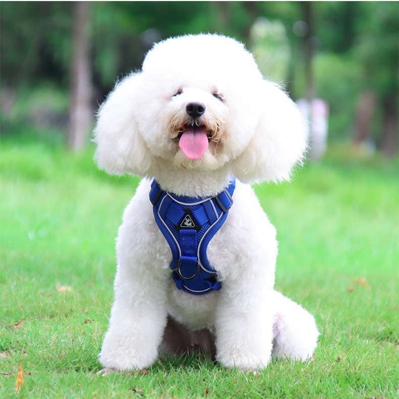 Breathable Mesh Dog Harness – Reflective, Adjustable & Comfort Set for Small Dogs