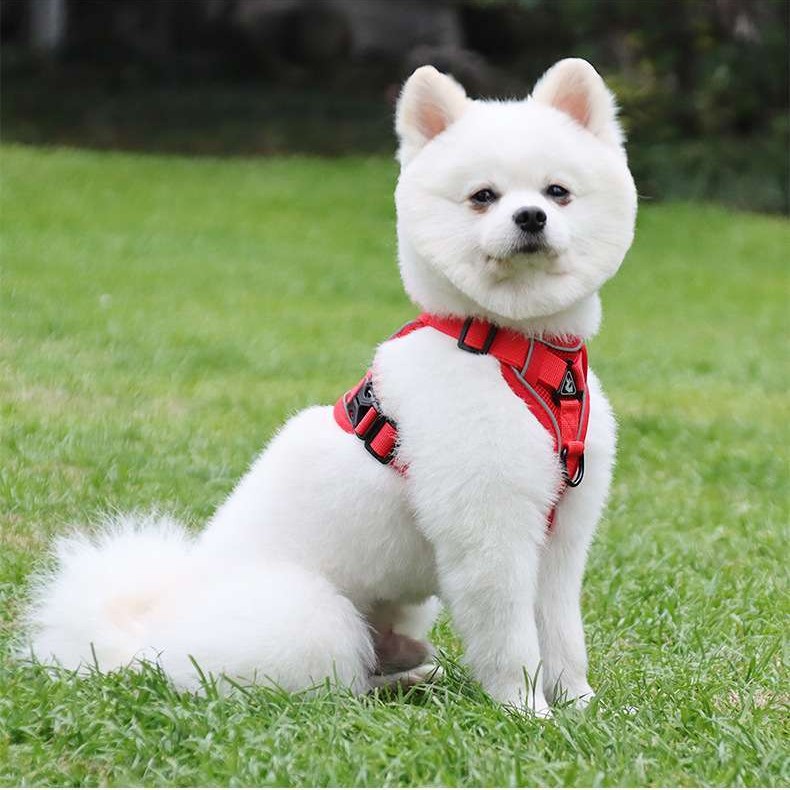 Breathable Mesh Dog Harness – Reflective, Adjustable & Comfort Set for Small Dogs