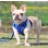 Breathable Mesh Dog Harness – Reflective, Adjustable & Comfort Set for Small Dogs